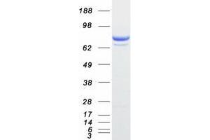 Validation with Western Blot (PTPRE Protein (Transcript Variant 1) (Myc-DYKDDDDK Tag))