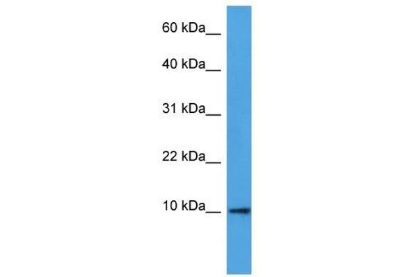 DEFB4A Antikörper  (N-Term)