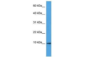 Western Blot showing DEFB4A antibody used at a concentration of 1-2 ug/ml to detect its target protein.
