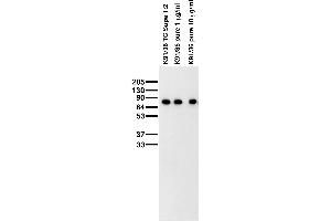 Adult rat brain membrane immunoblot. (WASF1 Antikörper  (AA 477-498))