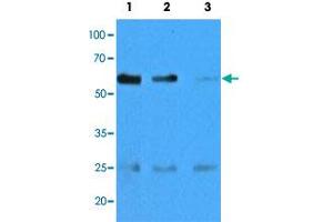 Western blot analysis of mouse muscle extracts (35 ug) with CASQ2 monoclonal antibody, clone AT4E10  at 1:500 (Lane 1), 1:1000 (Lane 2) and , 1:5000 (Lane 3) dilution. (CASQ2 Antikörper  (AA 20-399))