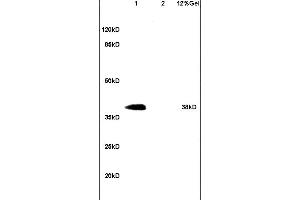 L1 mouse heart lysates L2 mouse brain lysates probed with Anti DNAJB4/HSP40 homolog Polyclonal Antibody, Unconjugated (ABIN761006) at 1:200 in 4 °C.