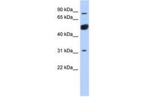 Image no. 1 for anti-BEN Domain Containing 2 (BEND2) (AA 611-660) antibody (ABIN6743252) (BEND2 Antikörper  (AA 611-660))