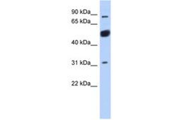 BEND2 Antikörper  (AA 611-660)