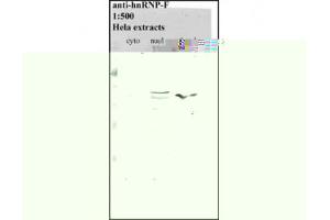 Image no. 1 for anti-Heterogeneous Nuclear Ribonucleoprotein F (HNRNPF) antibody (ABIN341040) (HNRNPF Antikörper)