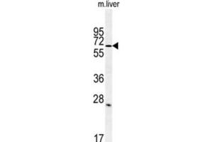 Western Blotting (WB) image for anti-Leucine Rich Repeat and Ig Domain Containing 1 (LINGO1) antibody (ABIN3002235)