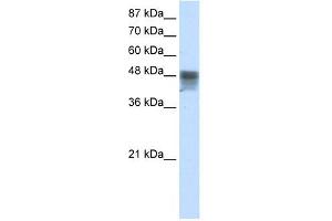 RBMS3 antibody used at 2. (RBMS3 Antikörper  (C-Term))