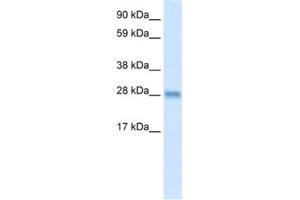 Western Blotting (WB) image for anti-BCL2-Like 1 (BCL2L1) antibody (ABIN2463654) (BCL2L1 Antikörper)