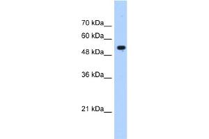 WB Suggested Anti-IFIT3 Antibody Titration:  0. (IFIT3 Antikörper  (N-Term))