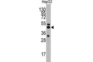 Western Blotting (WB) image for anti-Adenosylhomocysteinase (AHCY) antibody (ABIN3001595) (AHCY Antikörper)