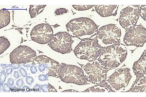 Immunohistochemical analysis of paraffin-embedded mouse testis tissue. (alpha Tubulin Antikörper  (AA 380-460))