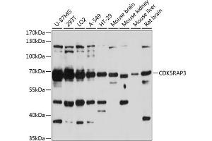 Western blot analysis of extracts of various cell lines, using CDK5R antibody  at 1:3000 dilution. (CDK5RAP3 Antikörper  (AA 1-300))