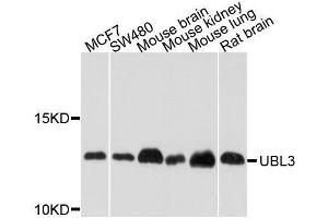 Western blot analysis of extracts of various cell lines, using UBL3 antibody. (UBL3 Antikörper  (AA 1-117))