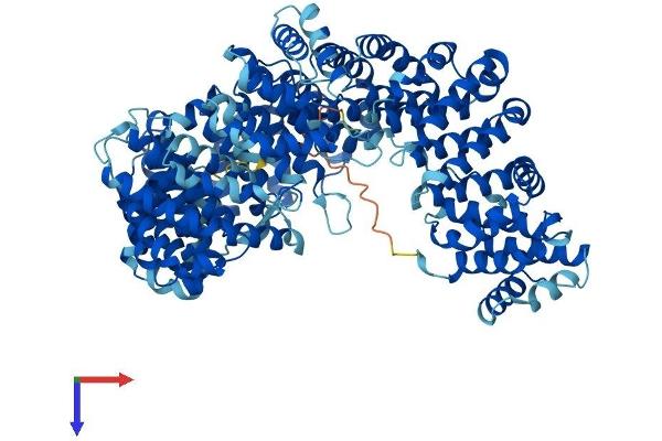 Exportin 2 Protein (AA 1-971) (His tag)