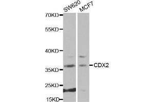 Western Blotting (WB) image for anti-Caudal Type Homeobox 2 (CDX2) (AA 1-180) antibody (ABIN3022282)