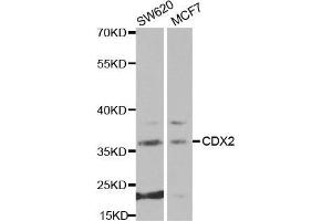 Western blot analysis of extracts of various cell lines, using CDX2 antibody. (CDX2 Antikörper  (AA 1-180))