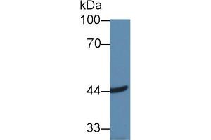 Western Blot; Sample: Human Hela cell lysate; Primary Ab: 1µg/ml Rabbit Anti-Mouse ACAA2 Antibody Second Ab: 0. (ACAA2 Antikörper  (AA 90-397))