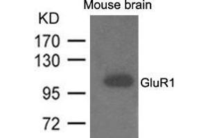 Western blot analysis of extracts from mouse brain and using GluR1. (Glutamate Receptor 1 Antikörper  (AA 831-835))