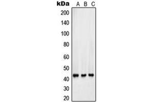 Western blot analysis of Surfactant Protein B expression in HepG2 (A), Y79 (B), A549 (C) whole cell lysates. (SFTPB Antikörper  (Center))
