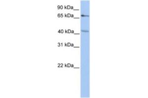 Western Blotting (WB) image for anti-Carbohydrate (Chondroitin 4) Sulfotransferase 13 (CHST13) antibody (ABIN2463257) (CHST13 Antikörper)