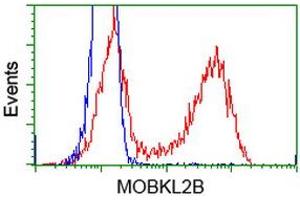 Flow Cytometry (FACS) image for anti-MOB Kinase Activator 3B (MOB3B) antibody (ABIN1499537) (MOBKL2B Antikörper)