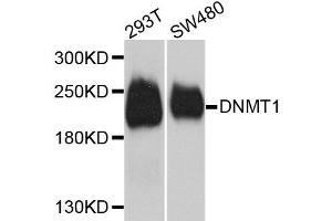 Western blot analysis of extracts of various cell lines, using Dnmt1 antibody (ABIN1876683) at 1:1000 dilution. (DNMT1 Antikörper)