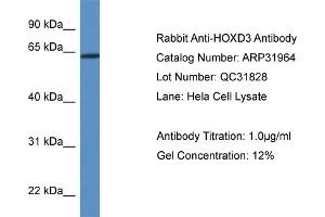 WB Suggested Anti-HOXD3 Antibody Titration:  0. (HOXD3 Antikörper  (Middle Region))