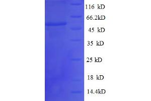 SDS-PAGE (SDS) image for Thiopurine S-Methyltransferase (TPMT) (AA 4-244), (partial) protein (GST tag) (ABIN5712067)