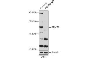Western blot analysis of extracts from normal (control) and PRMT2 Rabbit pAb knockout (KO) 293T cells, using PRMT2 Rabbit pAb antibody (ABIN6127447, ABIN6146227, ABIN6146228 and ABIN6221530) at 1:1000 dilution. (PRMT2 Antikörper  (AA 1-300))