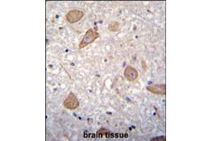 CNIH2 Antibody immunohistochemistry analysis in formalin fixed and paraffin embedded human brain tissue followed by peroxidase conjugation of the secondary antibody and DAB staining. (CNIH2 Antikörper  (N-Term))