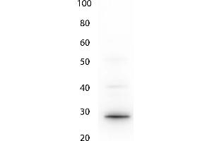 Western Blot of Anti-GFP (CHICKEN) antibody. (GFP Antikörper  (AA 1-246))