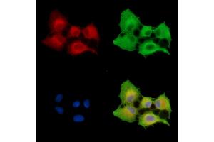 ABIN7096236 and ABIN7100298 staining  cells by IF/ICC. (SYDE2 Antikörper)