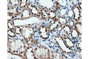 Immunohistochemical staining of paraffin-embedded Kidney tissue using anti-ANXA10mouse monoclonal antibody. (Annexin a10 Antikörper)