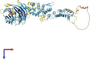 HPS6 Protein (AA 1-805) (His tag)