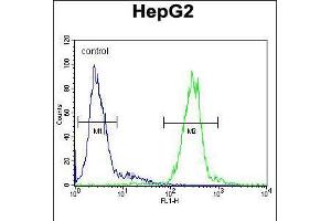 Flow cytometric analysis of HepG2 cells (right histogram) compared to a negative control cell (left histogram). (Cathepsin H Antikörper  (N-Term))
