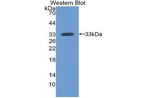 Western Blotting (WB) image for anti-Laminin, alpha 3 (LAMA3) (AA 47-296) antibody (ABIN1859597)
