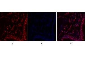 Immunofluorescence analysis of human lung tissue. (c-MYC Antikörper  (AA 360-440))