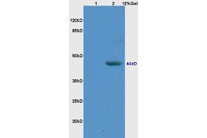 SDS-PAGE (SDS) image for anti-Lymphoid Enhancer-Binding Factor 1 (LEF1) (AA 331-399) antibody (ABIN735248)