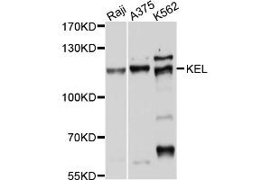 Western blot analysis of extracts of various cell lines, using KEL antibody (ABIN4904144) at 1:1000 dilution.
