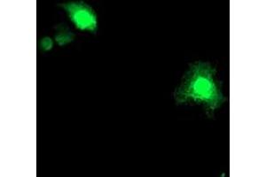 Anti-ASCC1 mouse monoclonal antibody (ABIN2455149) immunofluorescent staining of COS7 cells transiently transfected by pCMV6-ENTRY ASCC1 (RC201872). (ASCC1 Antikörper)