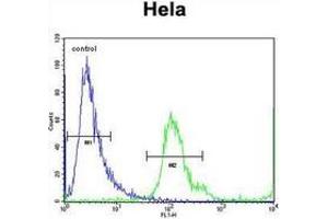 Flow cytometric analysis of Hela cells using MBNL2 Antibody (C-term) Cat. (MBNL2 Antikörper  (C-Term))