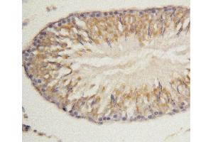 Anti-Morg1 antibody, IHC(P) IHC(P): Rat Lung Tissue