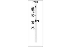 Western blot analysis of Syntaxin 16 / STX16 Antibody (C-term) in 293 cell line lysates (35ug/lane). (Syntaxin 16 Antikörper  (C-Term))