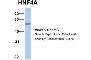 Host:  Rabbit  Target Name:  HNF4A  Sample Type:  Human Fetal Heart  Antibody Dilution:  1.