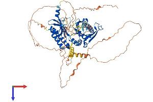 PIP5K1C Protein (AA 1-668) (His tag)