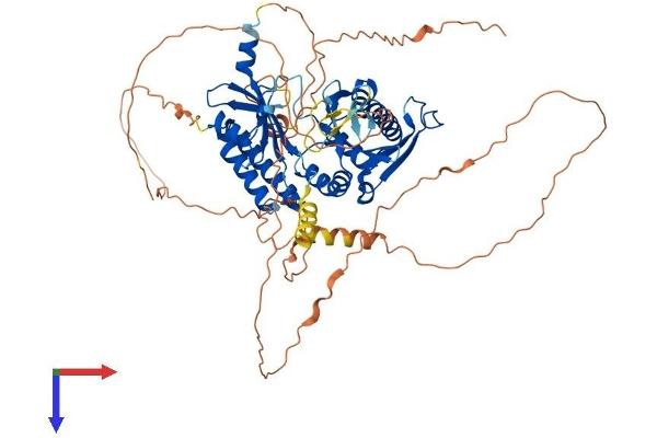 PIP5K1C Protein (AA 1-668) (His tag)