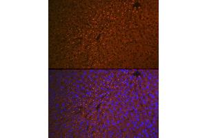 Immunofluorescence analysis of mouse liver using RBP4 Rabbit mAb (ABIN7269951) at dilution of 1:100 (40x lens). (RBP4 Antikörper)