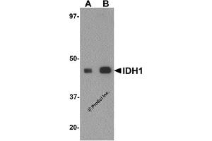 Western Blotting (WB) image for anti-Isocitrate Dehydrogenase 1 (NADP+), Soluble (IDH1) (C-Term) antibody (ABIN1030429) (IDH1 Antikörper  (C-Term))