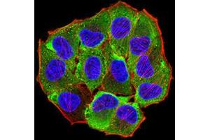 Immunofluorescence analysis of Hela cells using AEBP2 mouse mAb (green). (AEBP2 Antikörper  (AA 358-495))