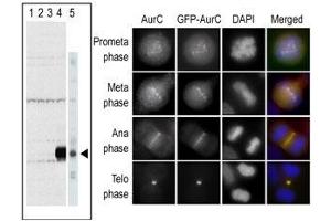 Aurora Kinase C Antikörper  (N-Term)